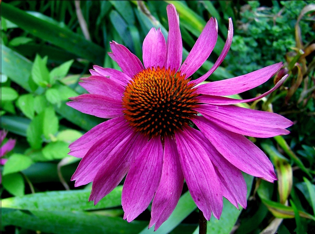 Echinacea purpurea-2